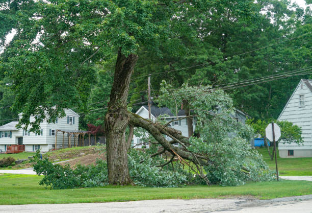 Best Leaf Removal  in Port Richey, FL