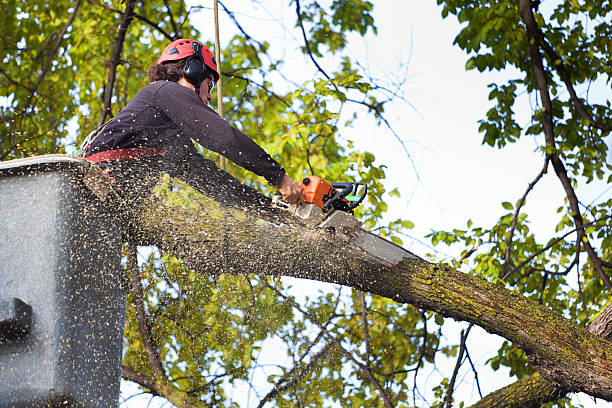 Reliable Port Richey, FL  Tree Services Solutions